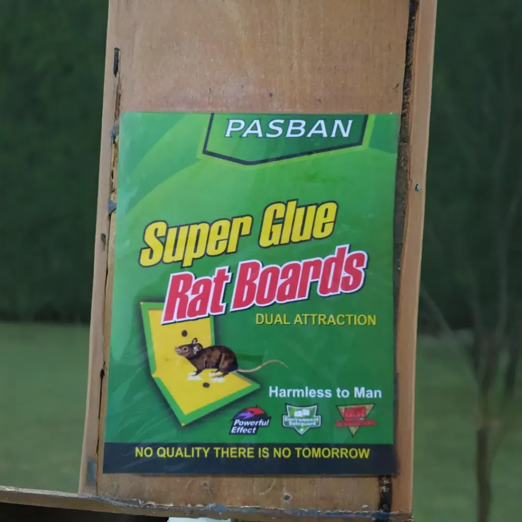 Rat Glue Trap (Local)