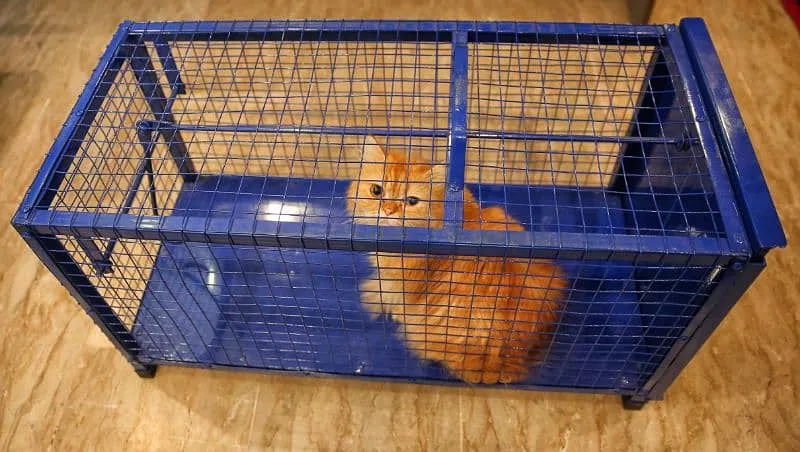 Cat Cage